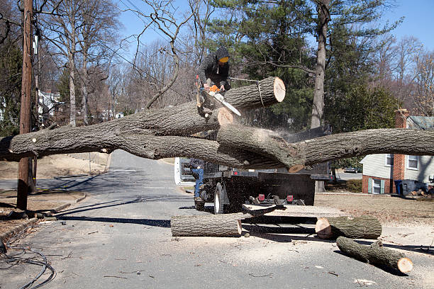 Yard cleaned up after tree removal